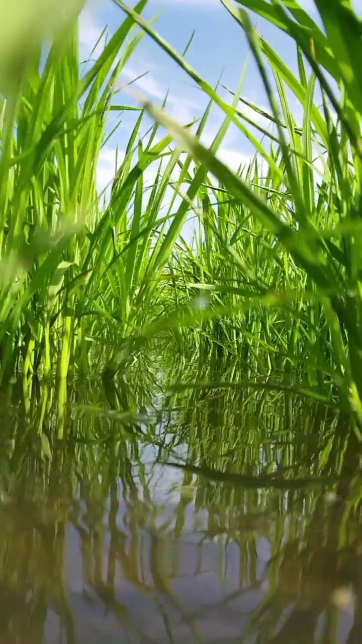 越南水稻直播树视频下载