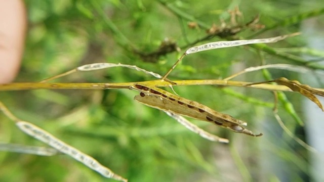 绿色芥末豆荚干或黑色芥末种子视频下载