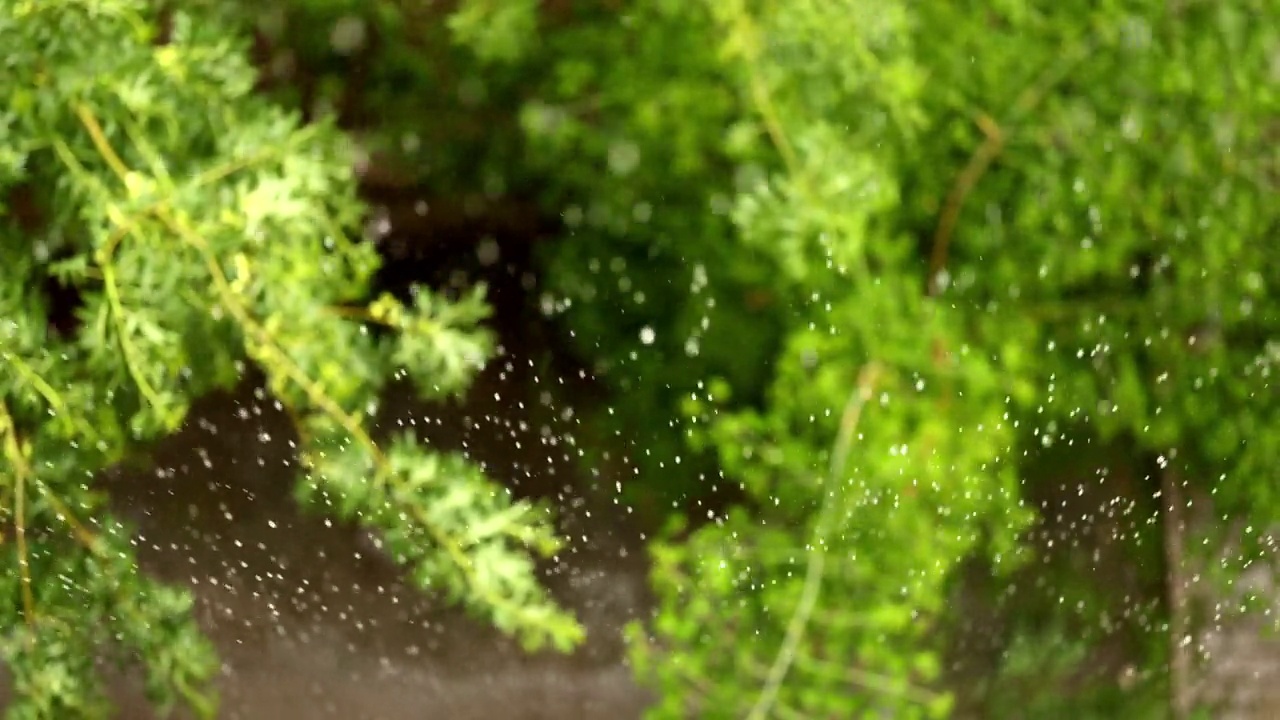 雨中有花的树枝视频素材