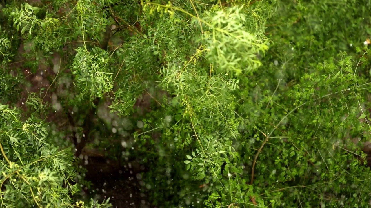 雨中有花的树枝视频素材