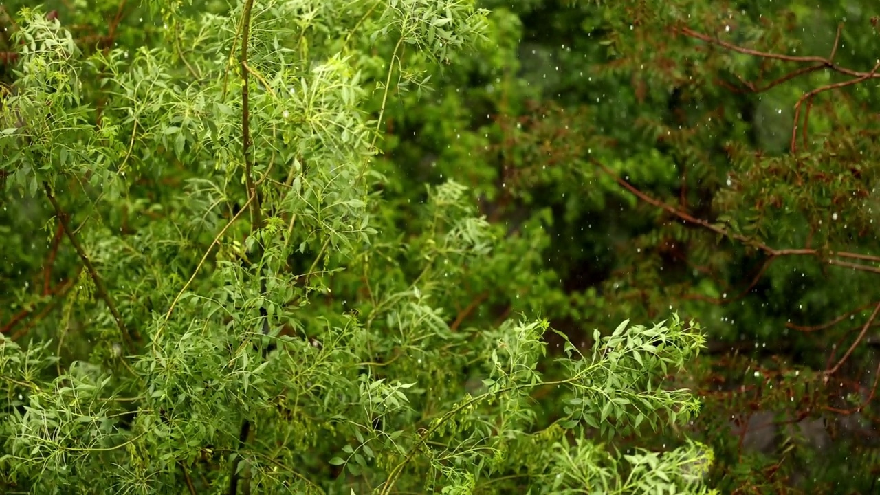 雨中有花的树枝视频素材