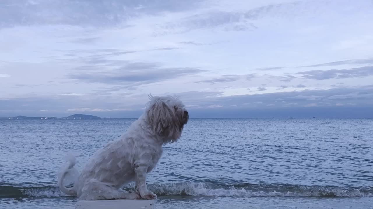 狗和海视频素材