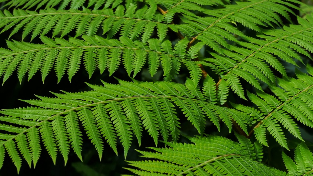 热带蕨类植物的叶子视频素材