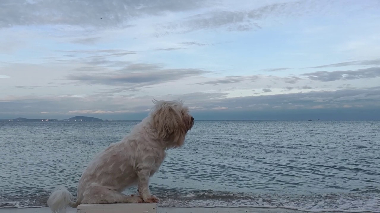 狗和海视频素材