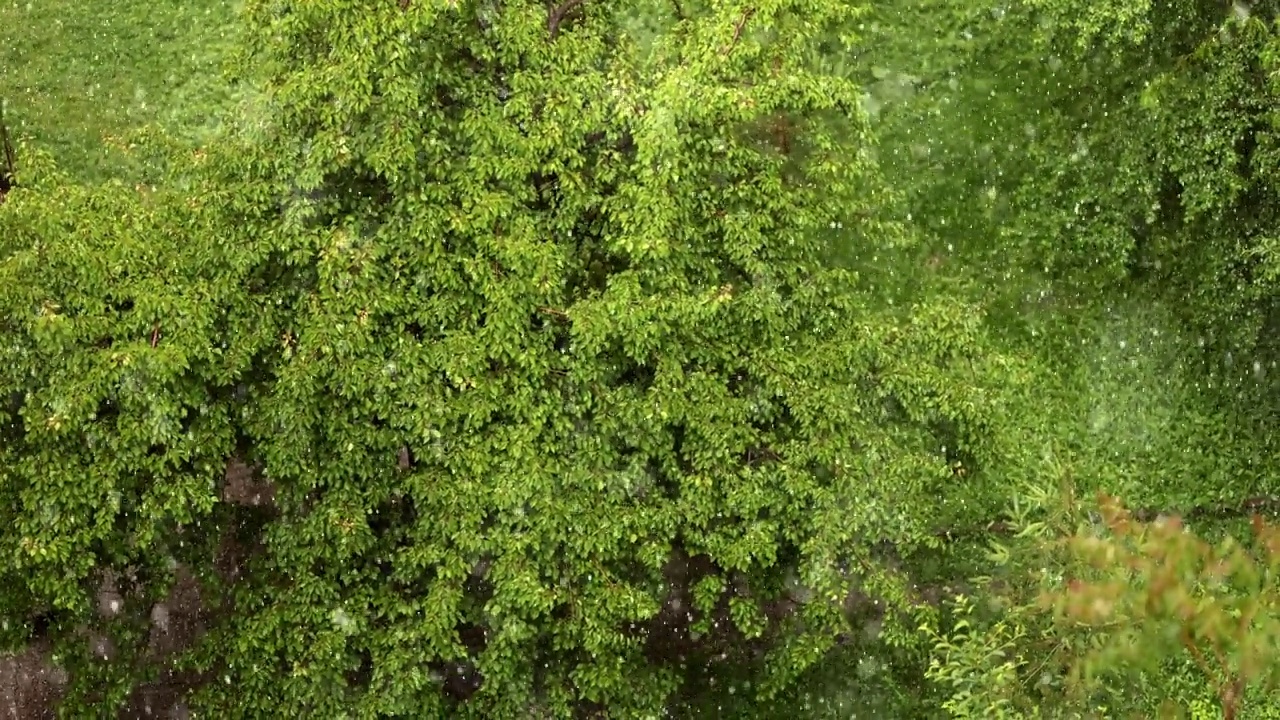 雨中有花的树枝视频素材