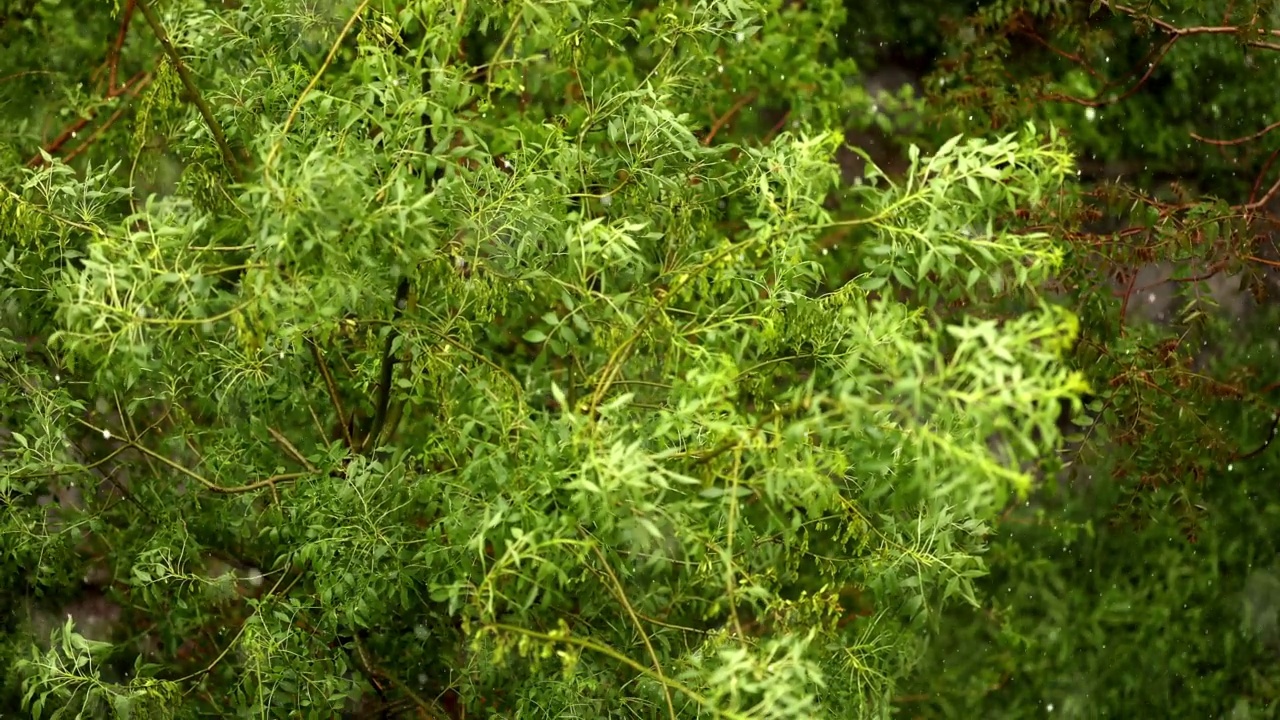 雨中有花的树枝视频素材