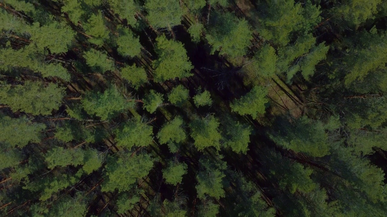 常绿森林，高大的老松树或云杉，在晴朗的天气鸟瞰图，4K, Prores视频素材