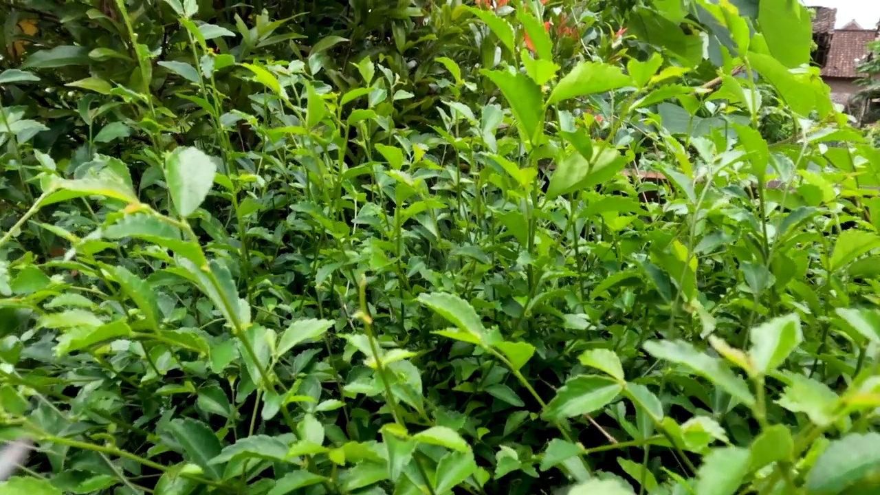 相机运动上方的野生茶树或暹茶树的叶芽，叶面呈锯齿状绿色视频素材