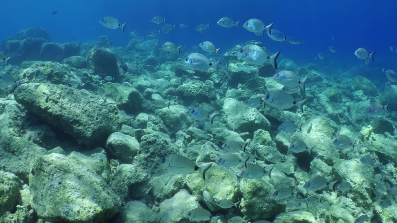 地中海海底鱼景，鲷鱼海景，水下景观，鲷鱼视频素材