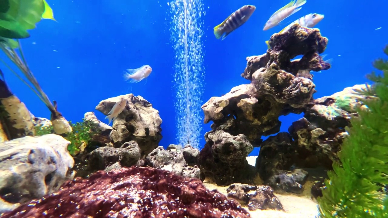 五颜六色的泡泡水族馆，游动的淡水鱼和水生植物视频素材