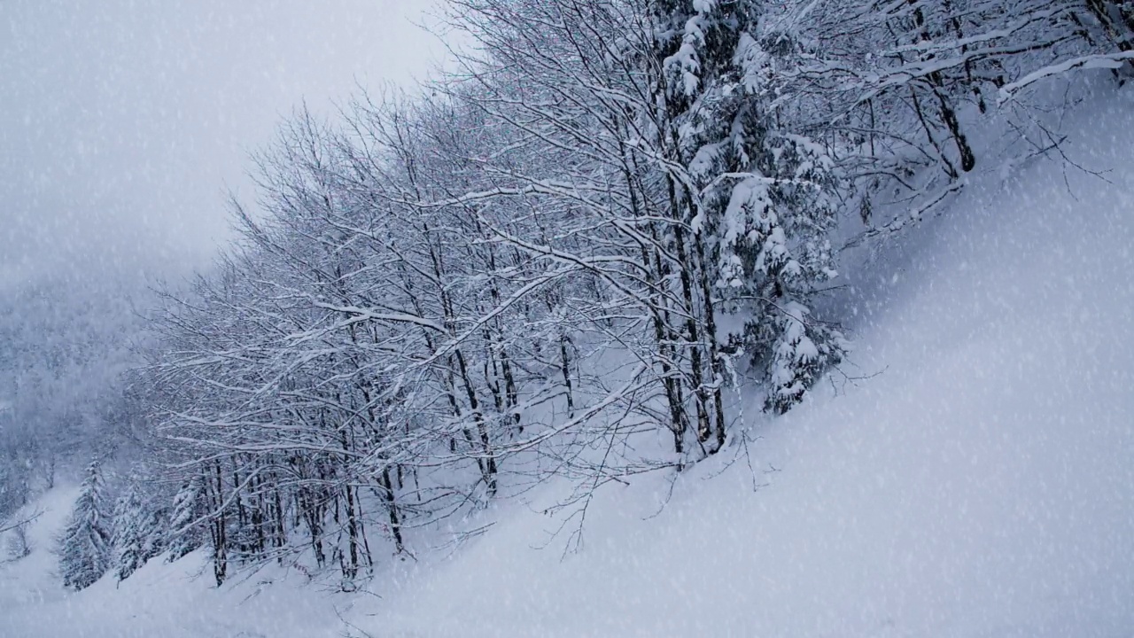 雪落在山上的森林树木上。美丽的4K超高清视频剪辑拍摄在寒冷的冬季喀尔巴阡山公园。高原国家公园的雪季镜头用4K拍摄视频素材