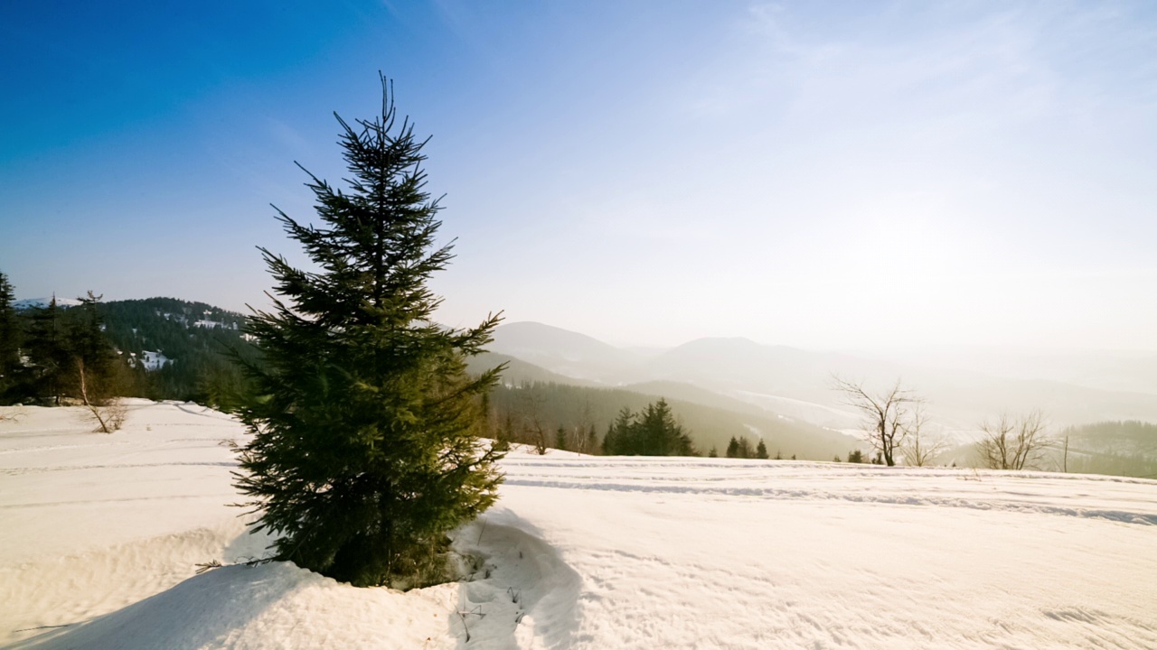 美丽的冬季山景。太阳从被雪覆盖的冷杉树枝上钻了出来。地面和树木都覆盖着一层厚厚的新鲜蓬松的雪视频下载