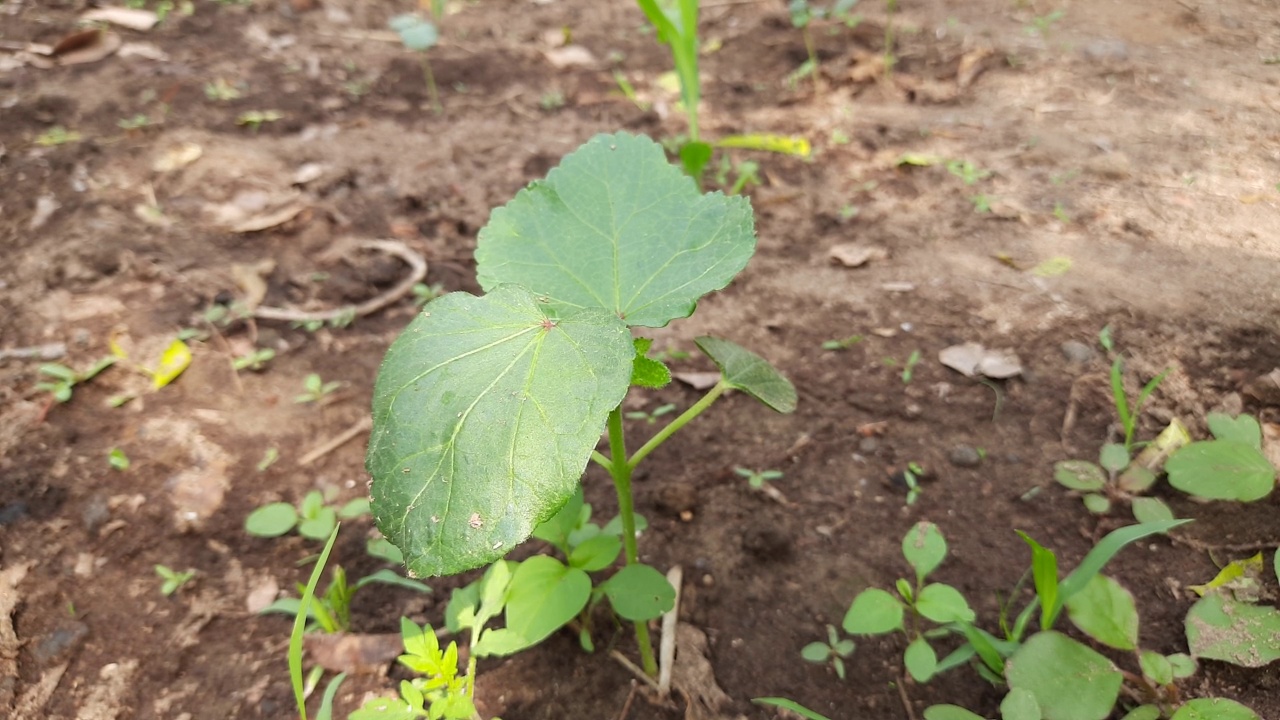 菜园子里种植的小秋葵。视频素材