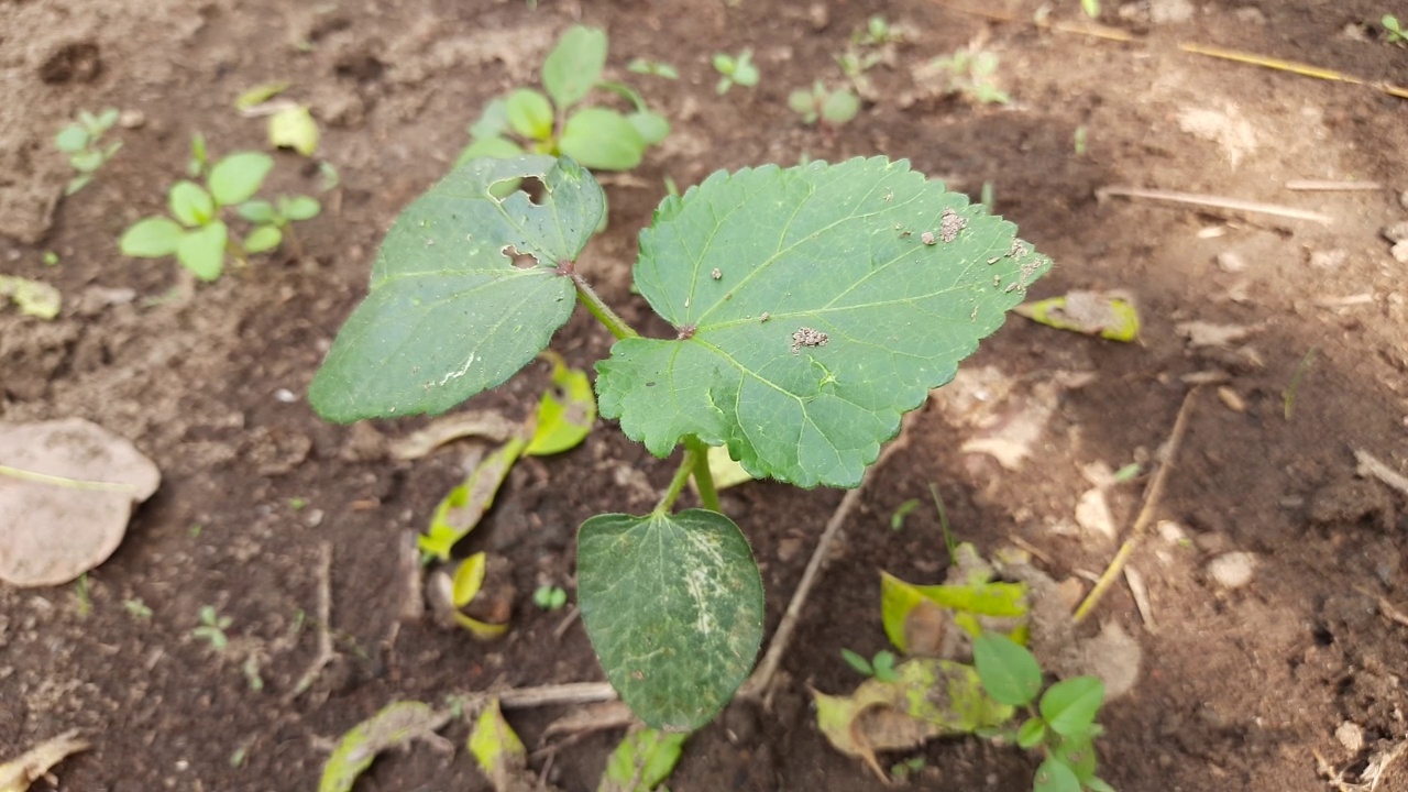 菜园子里种植的小秋葵。视频素材