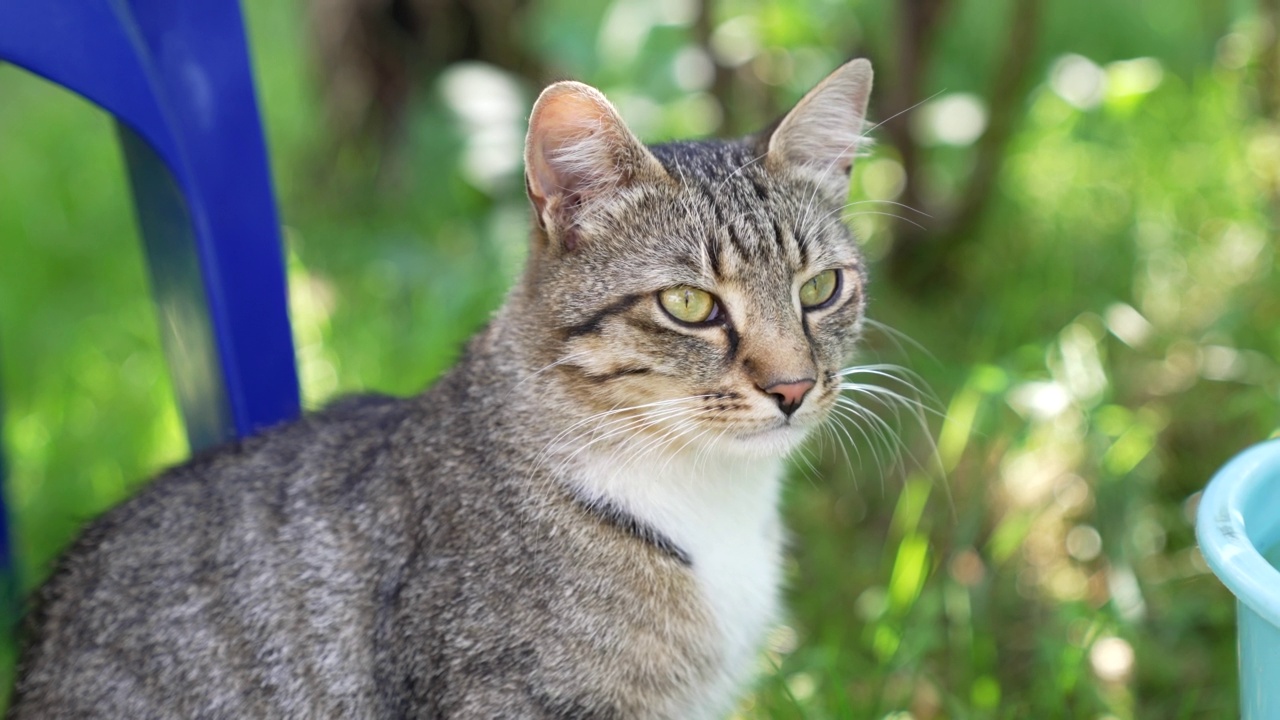 家养短毛猫宠物坐在阳光迷离的自然，猫。视频下载