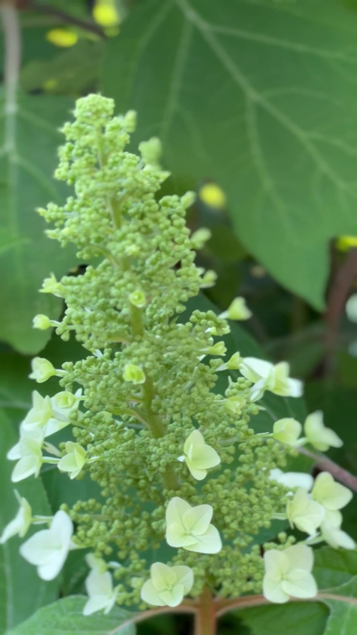 绣球花开始绽放视频素材