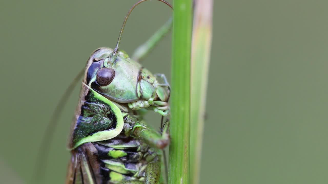 昆虫Roesel's灌木蟋蟀在绿色草叶上的细节视频素材