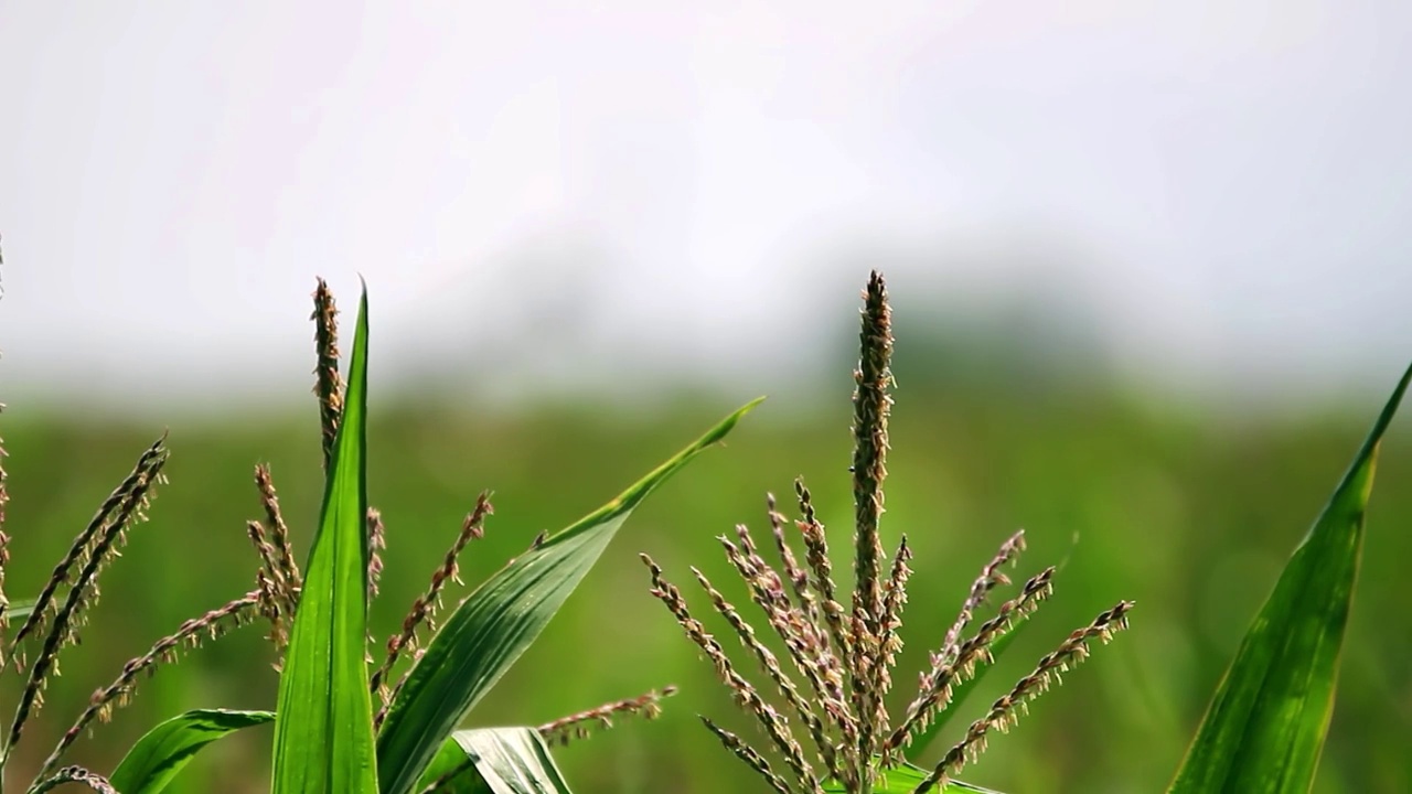 雨枪灌溉系统灌溉玉米田-机架焦点视频素材