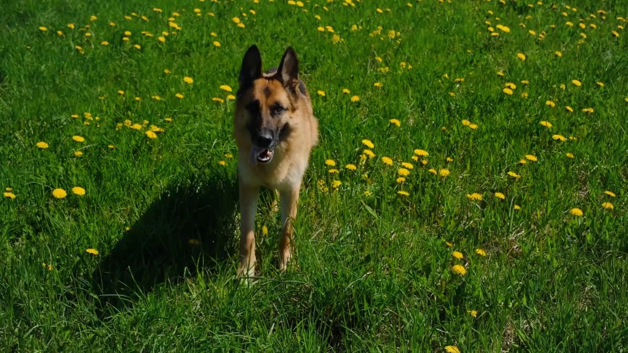 在温暖的夏日，一只德国牧羊犬微笑着走在长满黄色蒲公英的田野上。狗在春花丛中。世界动物日或国际动物权益日的概念。视频素材