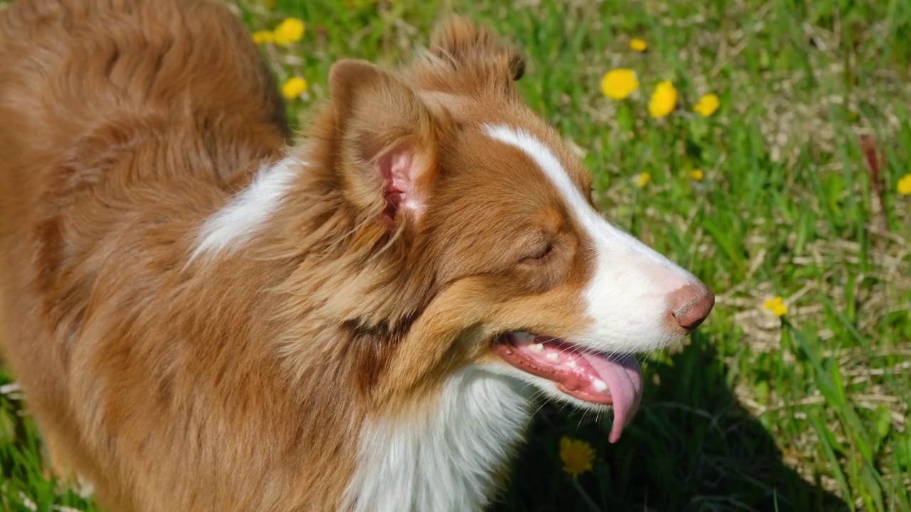 迷人的巧克力澳大利亚牧羊犬站在田野和黄色的蒲公英和微笑。风吹得狗耳朵都竖起来了。世界动物日或国际动物权益日的概念。视频素材