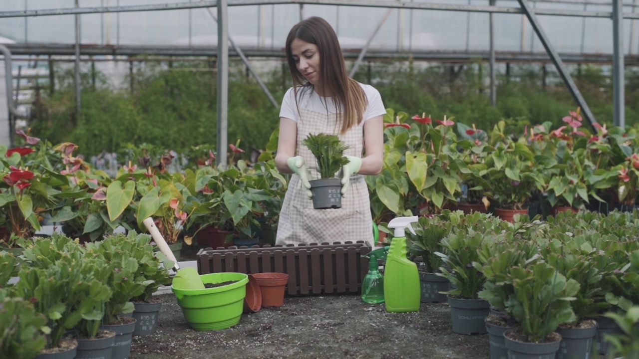 美丽的女花商移植和照顾植物在温室。慢动作视频素材