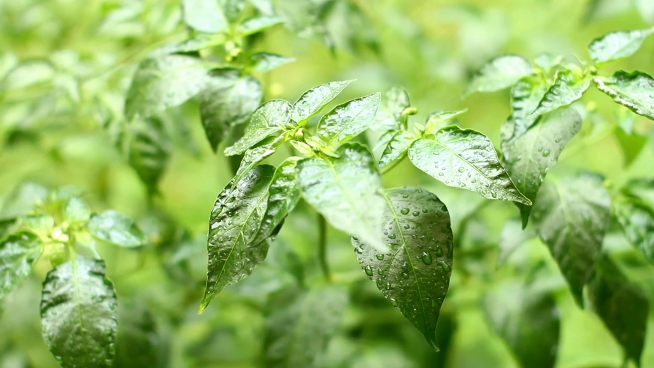 雨后视频素材