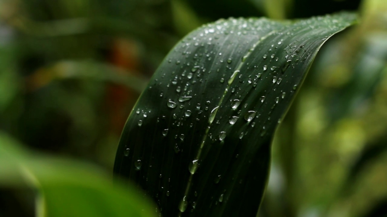 雨后视频素材