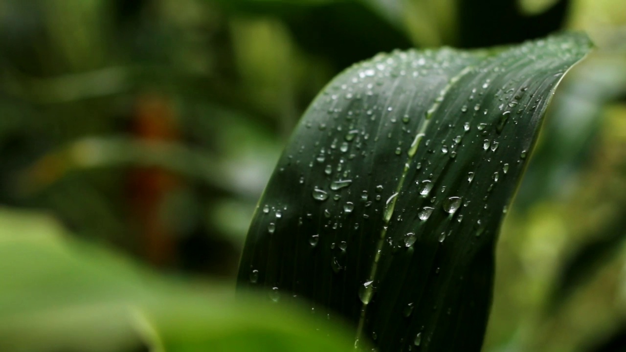 雨后视频素材