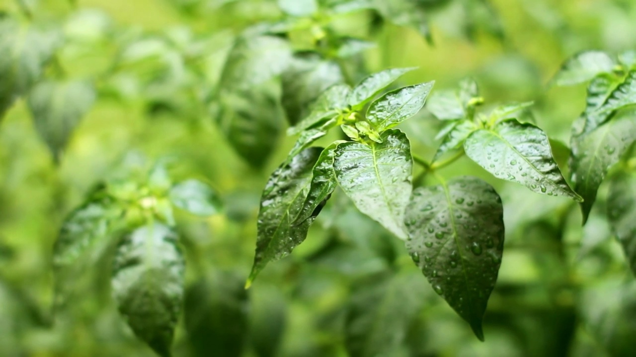 雨后视频素材