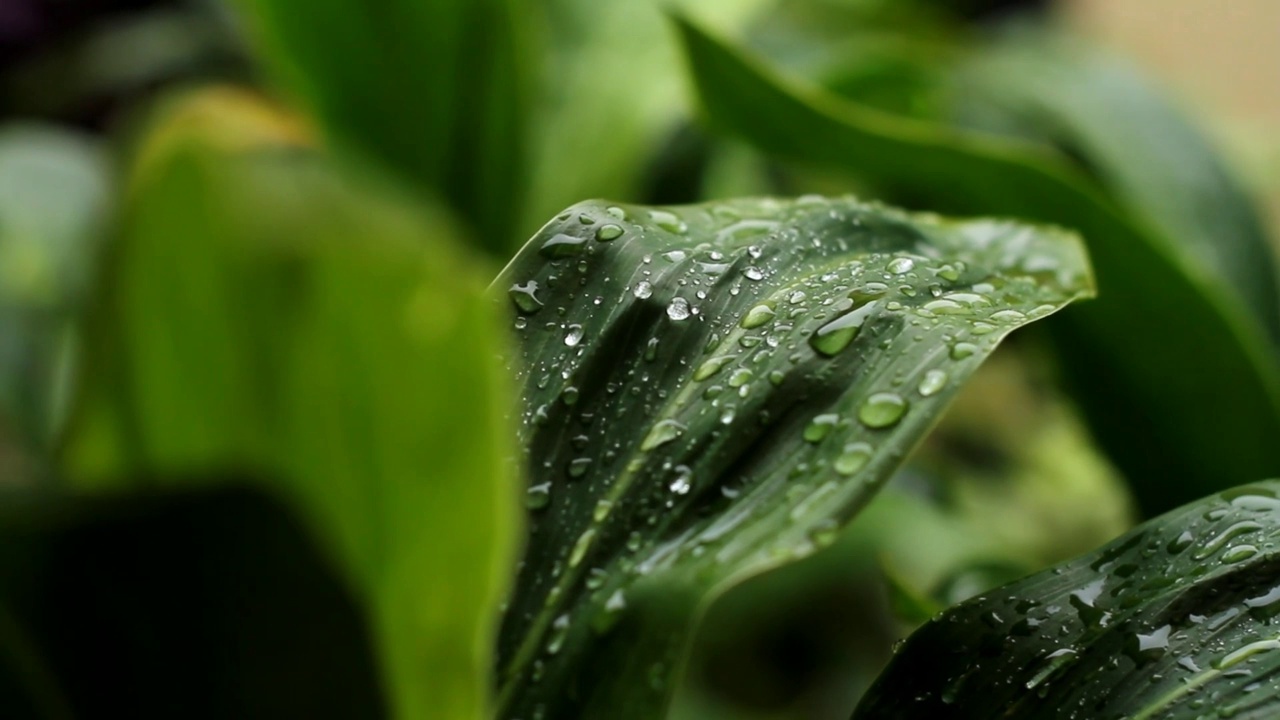 雨后视频素材