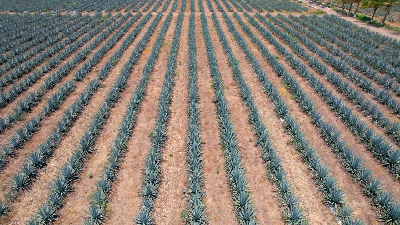 在蓝色龙舌兰种植园的田野上鸟瞰龙舌兰视频素材