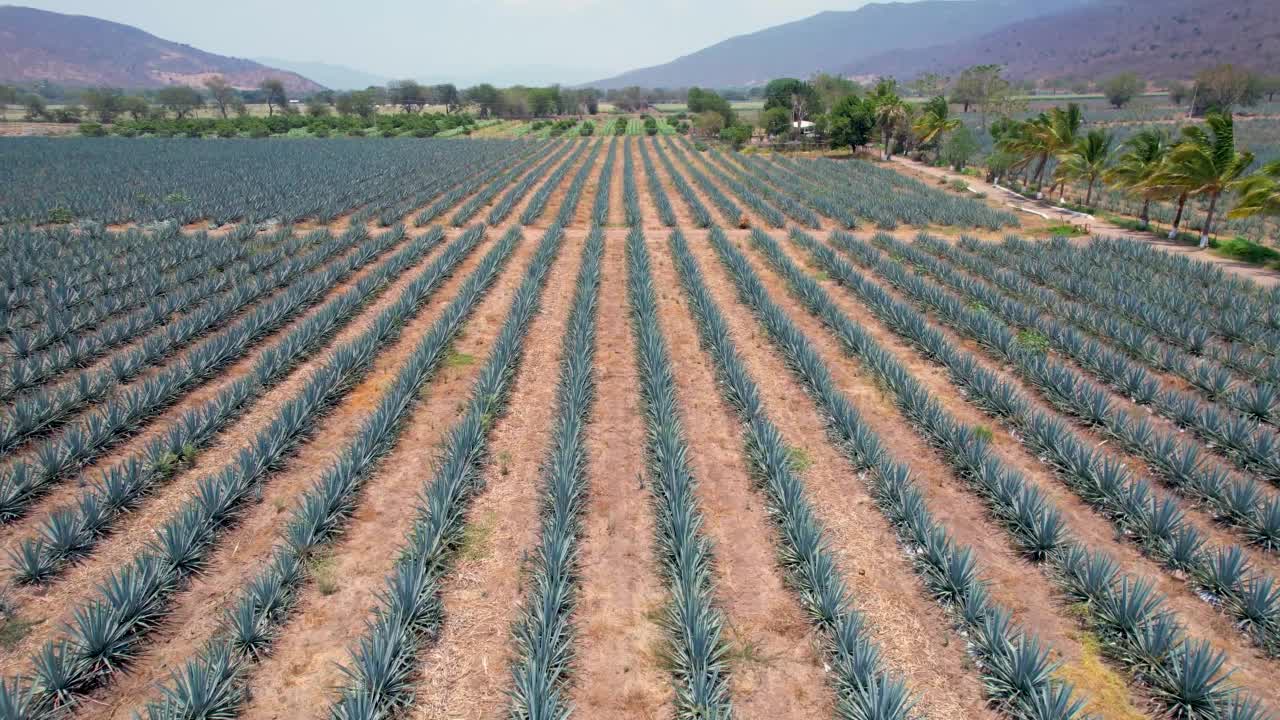 在蓝色龙舌兰种植园的田野上鸟瞰龙舌兰视频素材