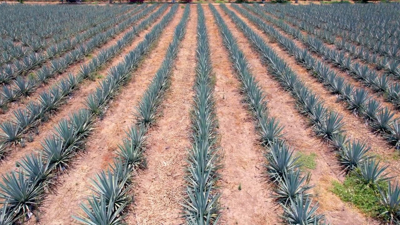 在蓝色龙舌兰种植园的田野上鸟瞰龙舌兰视频素材