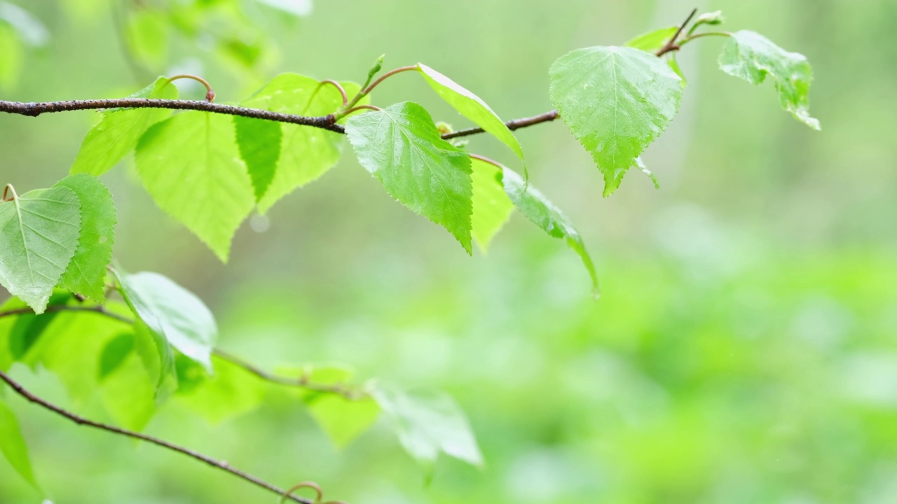 一个雨天，森林里的一根带着湿嫩叶的树枝在微风中摇曳。视频素材