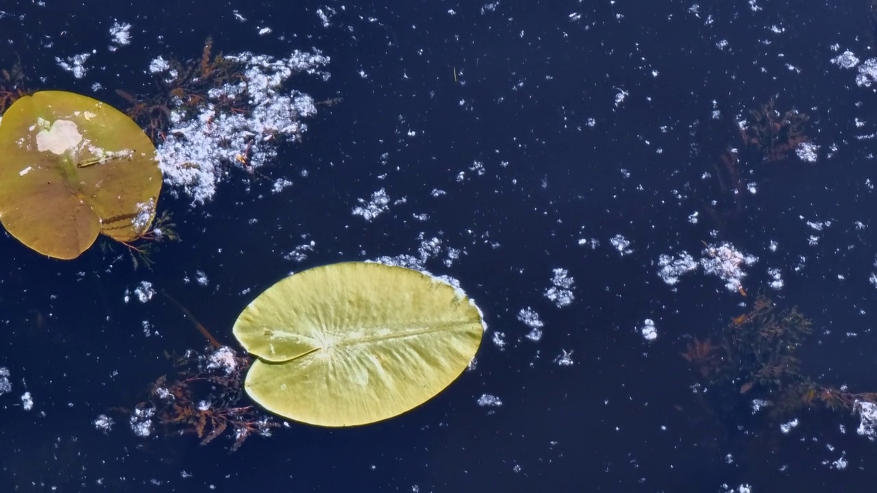 黄绿色的睡莲，漂浮在深蓝色的水面上视频素材