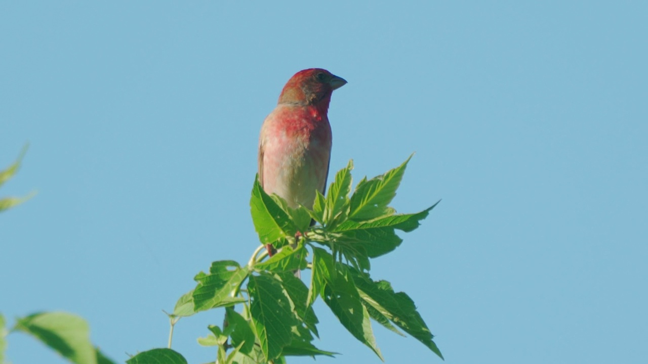 鸟类——普通朱雀(Carpodacus erythrinus)坐在灌木的树枝上，在一个阳光明媚的夏天的晚上唱歌。视频素材