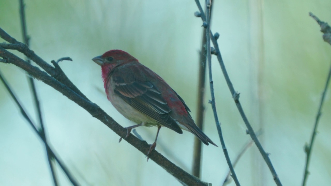 鸟类——常见的朱雀(Carpodacus erythrinus)躲在灌木丛中，在一个阳光明媚的夏天晚上唱歌。视频素材