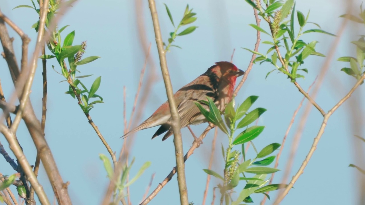 鸟类——普通朱雀(Carpodacus erythrinus)坐在灌木的树枝上，在一个阳光明媚的夏天的晚上唱歌。视频素材