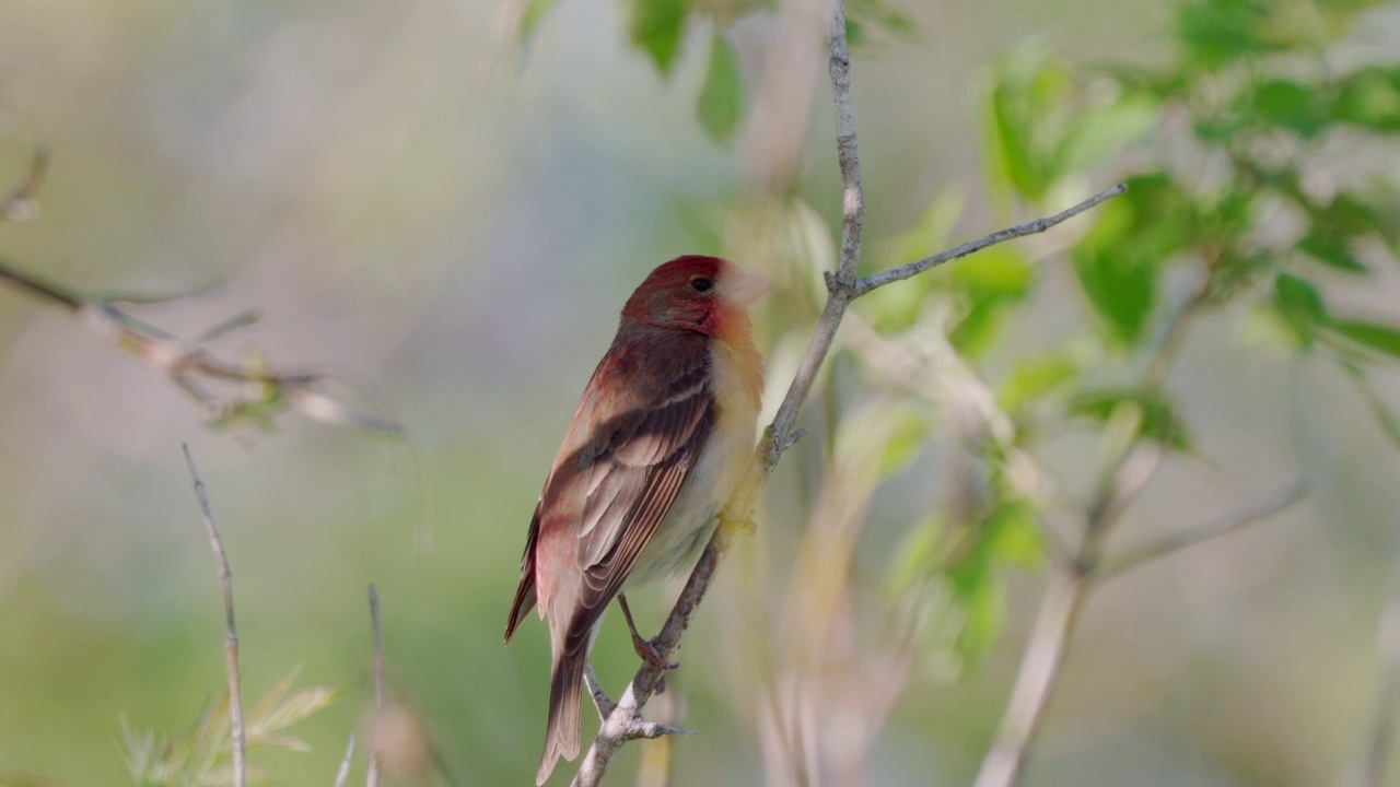 鸟类——普通朱雀(Carpodacus erythrinus)坐在灌木的树枝上，在一个阳光明媚的夏天的晚上唱歌。视频素材