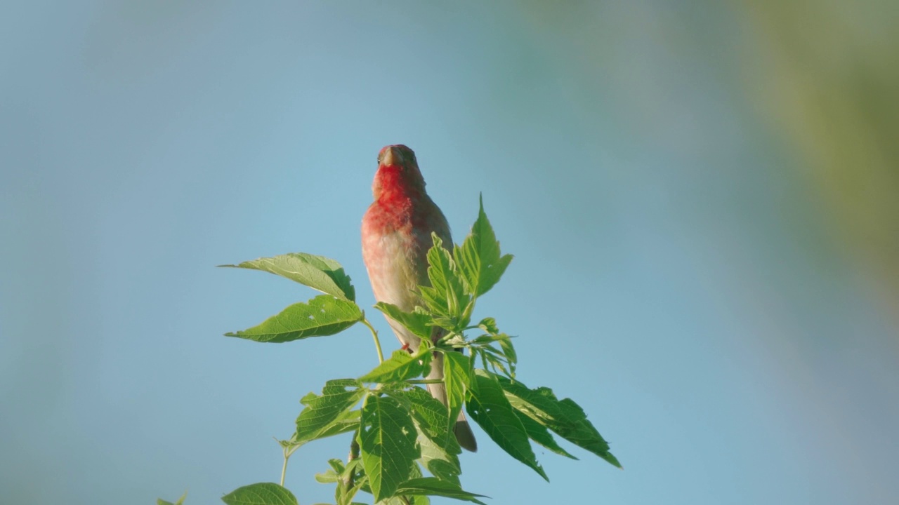 鸟类——普通朱雀(Carpodacus erythrinus)坐在灌木的树枝上，在一个阳光明媚的夏天的晚上唱歌。视频素材