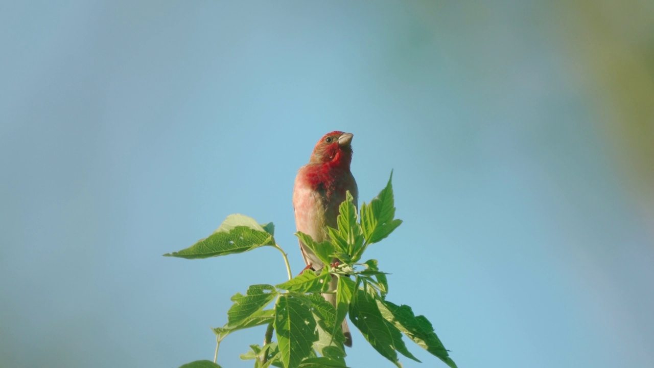 鸟类——普通朱雀(Carpodacus erythrinus)坐在灌木的树枝上，在一个阳光明媚的夏天的晚上唱歌。视频素材