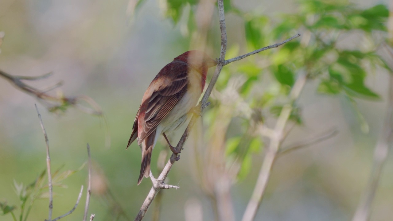 鸟类——普通朱雀(Carpodacus erythrinus)坐在灌木的树枝上，在一个阳光明媚的夏天的晚上唱歌。视频素材