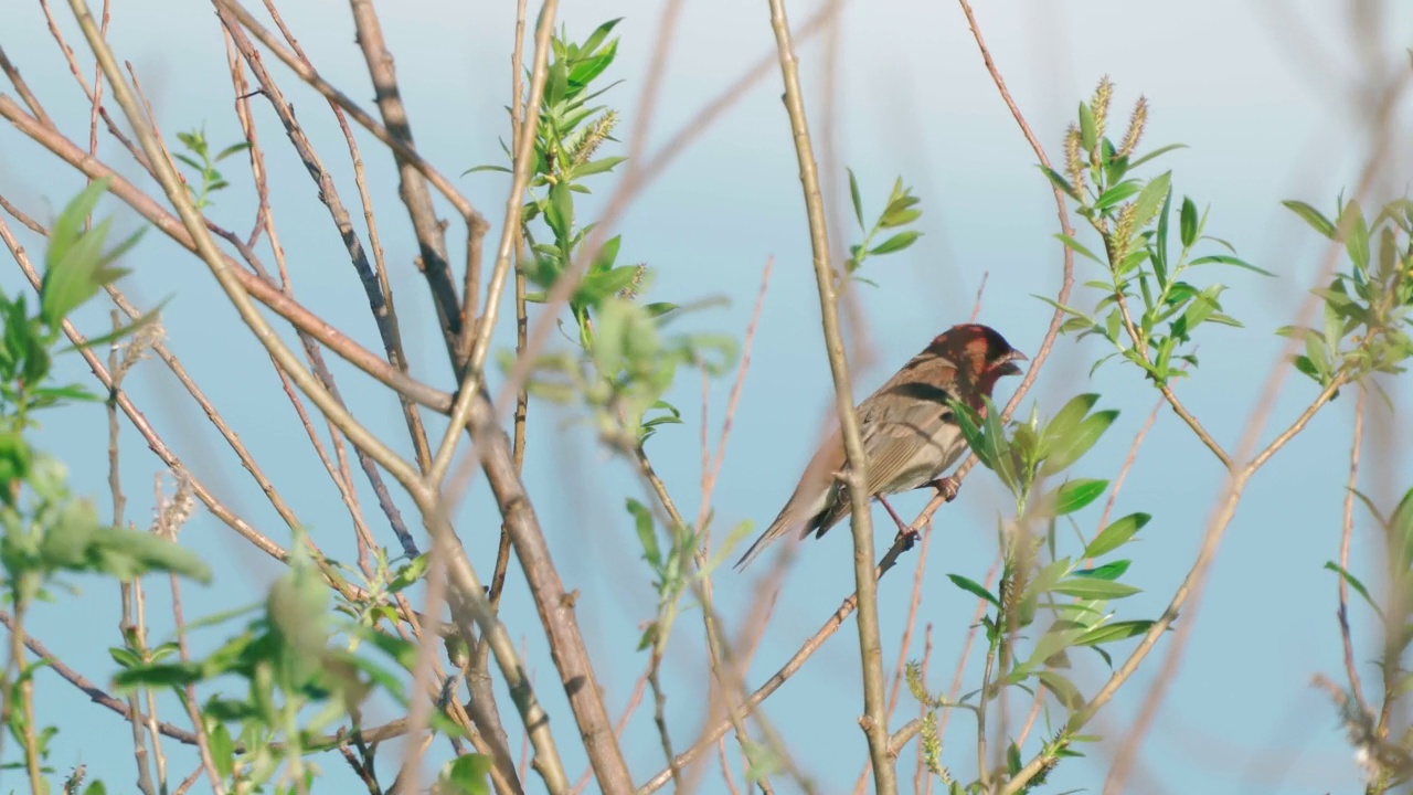 鸟类——普通朱雀(Carpodacus erythrinus)坐在灌木的树枝上，在一个阳光明媚的夏天的晚上唱歌。视频素材