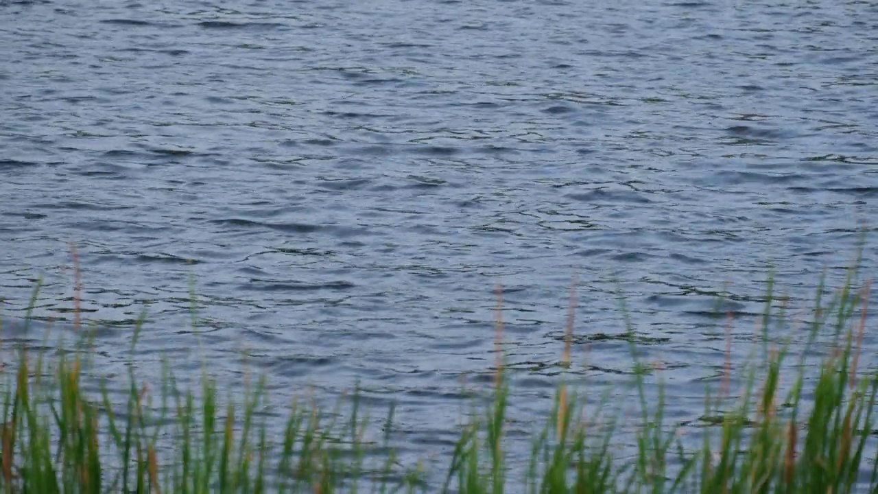 水面背景。湖面泛起涟漪，阳光倒映在水面上。视频素材