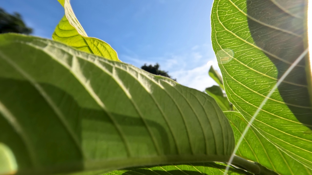 番石榴果属植物，有绿色的叶子和坚硬的叶架视频素材