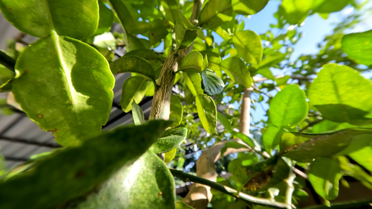 卡菲尔酸橙植物，有绿色的叶子和新鲜的香气视频素材