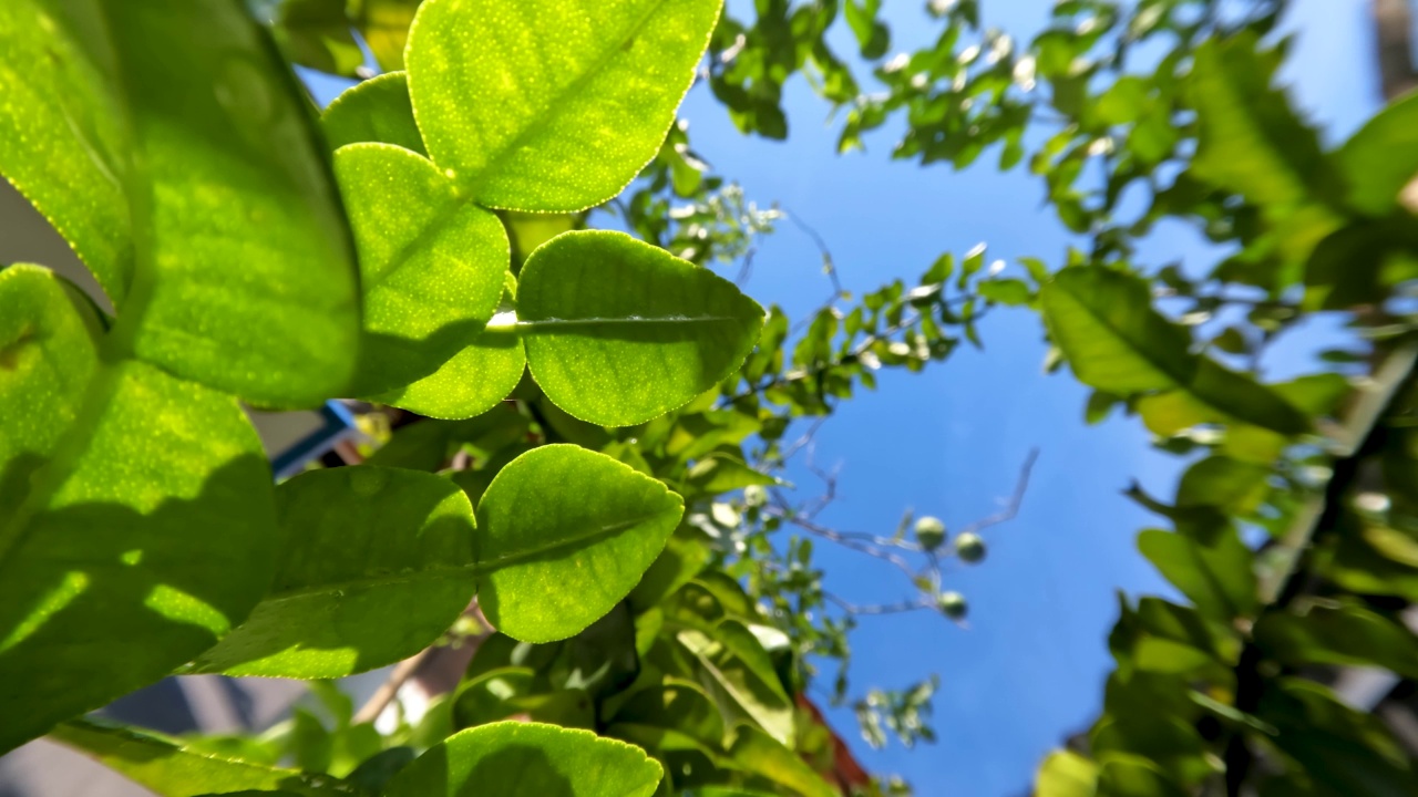 卡菲尔酸橙植物，有绿色的叶子和新鲜的香气视频素材