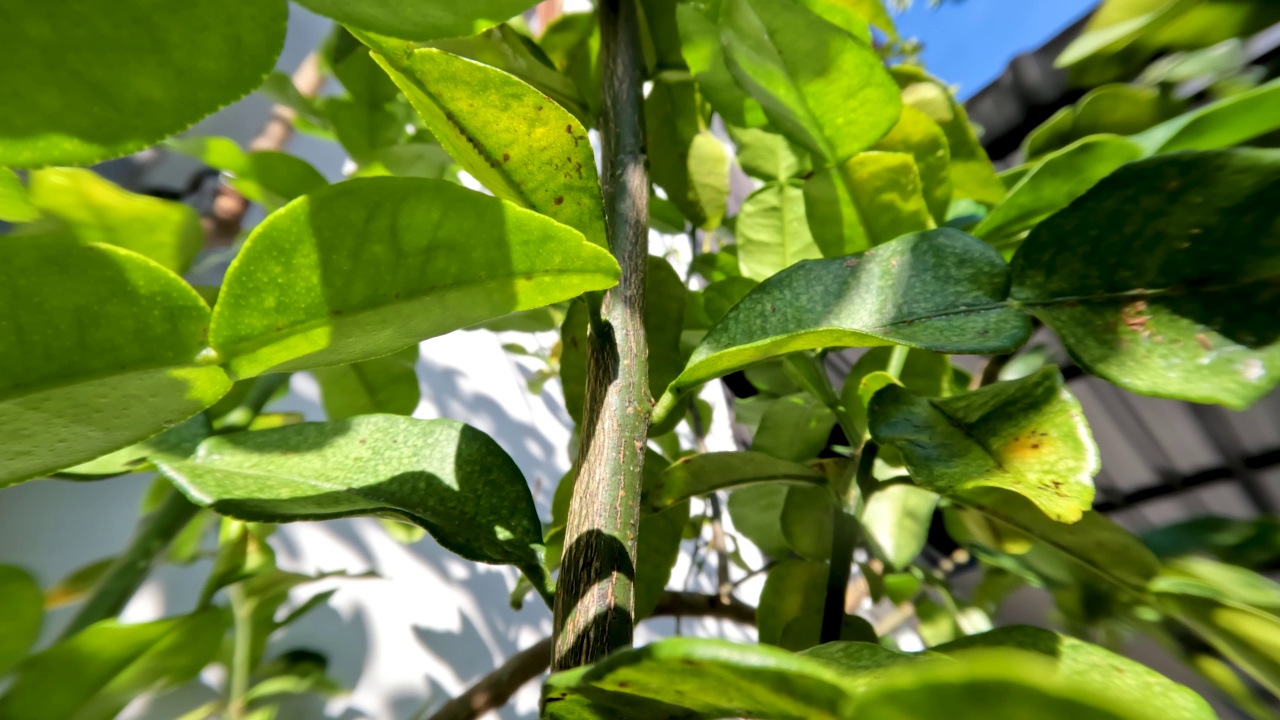 卡菲尔酸橙植物，有绿色的叶子和新鲜的香气视频素材