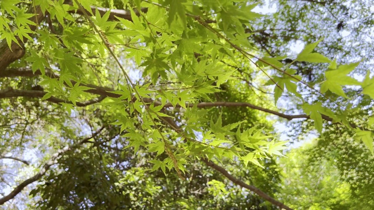 夏天的日本森林里，碧绿的Irohamomiji树叶沐浴在阳光下，随风摇曳。视频素材