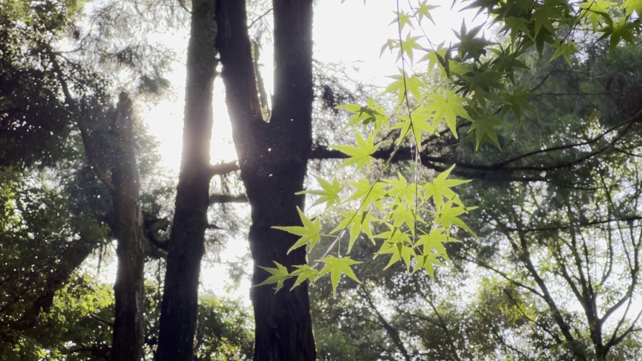 夏天的日本森林里，碧绿的Irohamomiji树叶沐浴在阳光下，随风摇曳。视频素材